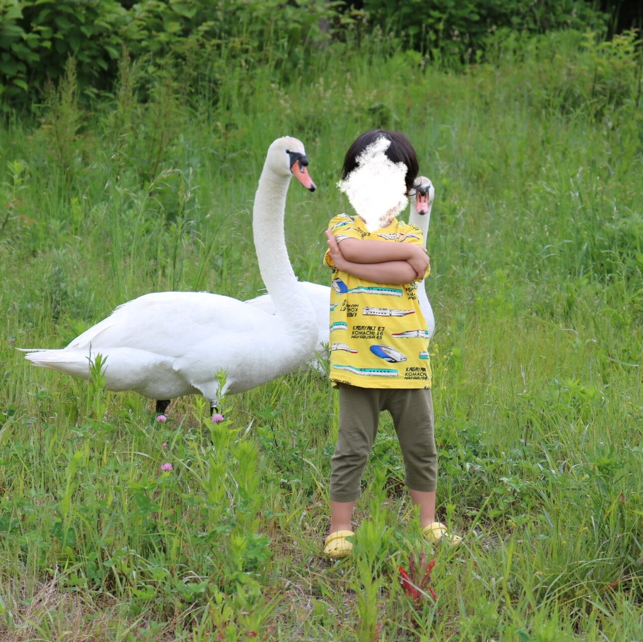 なぜか息子に野性の白鳥が群がってきた